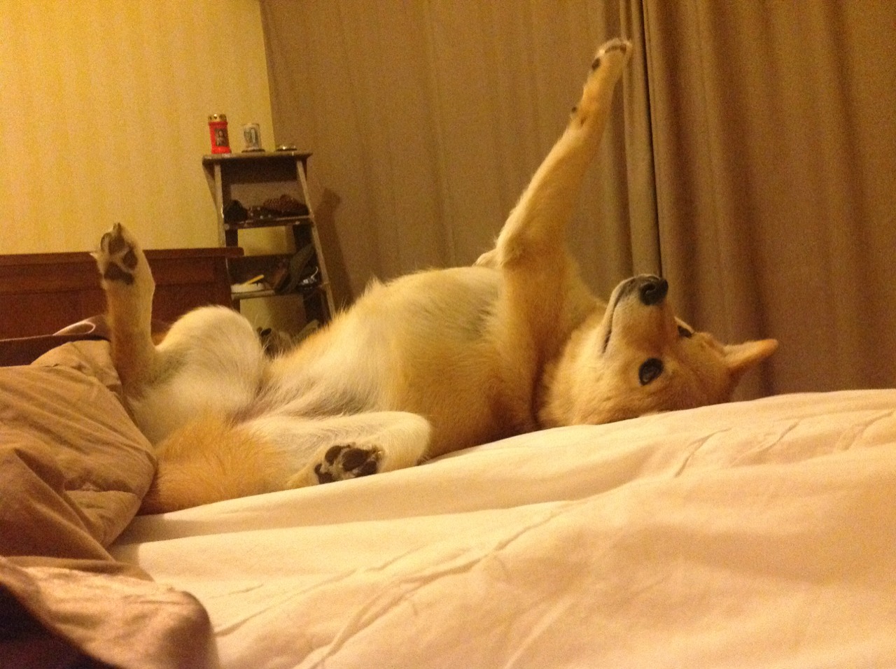 排球超级联赛季后赛对阵揭晓,2020-2021排超联赛最佳阵容