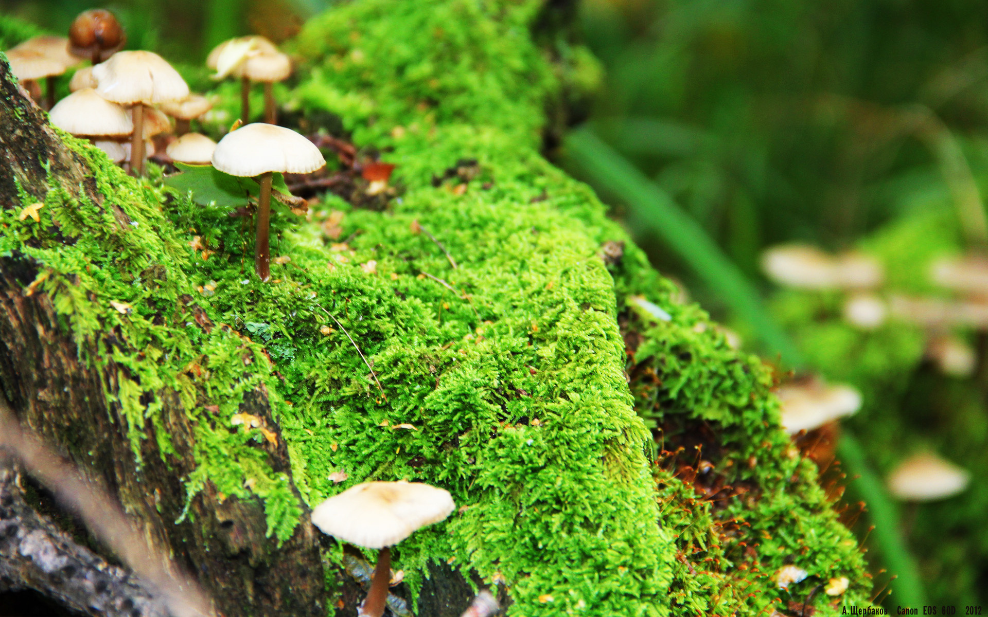 唐纳德·高尔的快速反应与突破能力，突破对手防线，唐纳德高斯简介