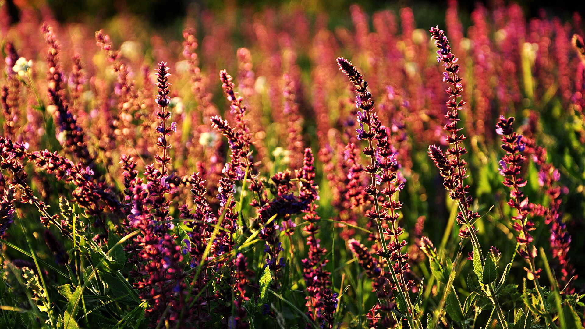 国际足球盛典：全球直播收视创新高，影响力不断扩大，国际足球视频