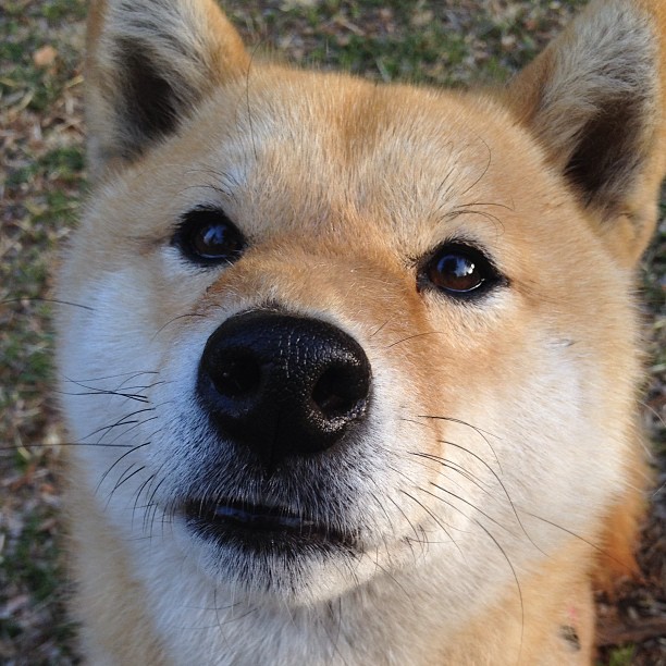 埃及男篮在非洲大奖赛中奋勇争先，迈向世界舞台