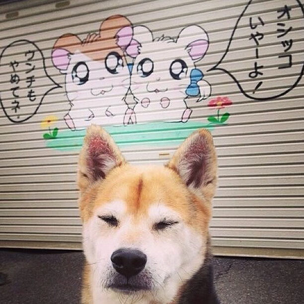 九游娱乐app-希腊女篮在欧洲锦标赛中夺冠，荣誉持续发展壮大，希腊篮球夺冠阵容