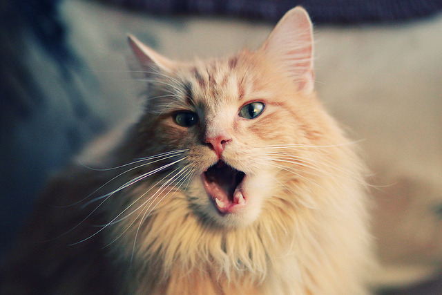 李娜宣布成立青少年网球基金，李娜网球教练团队