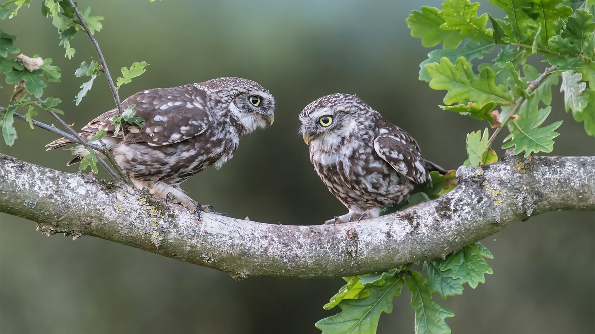 九游.中国官网-法甲冠军大战：布局、破门、助攻精彩纷呈，法甲谁夺冠