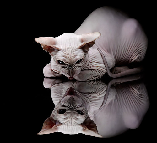 澳大利亚男子橄榄球赛事吸引国际观众，澳大利亚英式橄榄球联赛