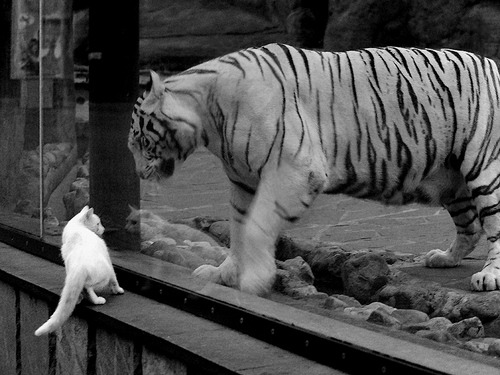 湖人后卫展示控球技巧连续摆脱三名防守者,湖人后卫展示控球技巧连续摆脱三名防守者